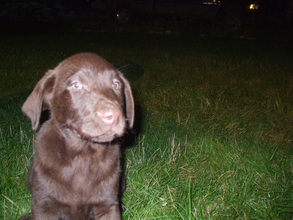 Puppies