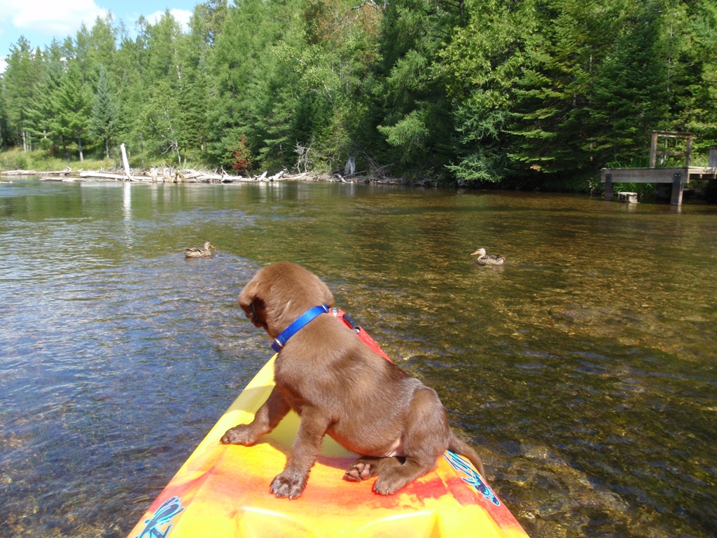 Adventure Dogs