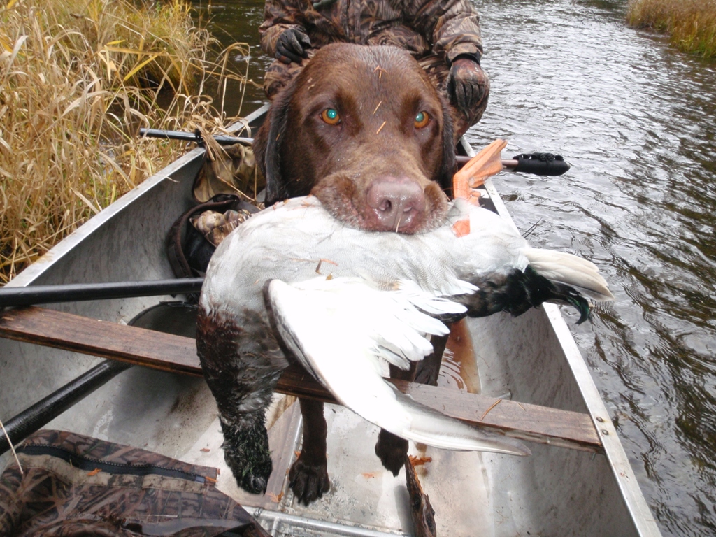 Respectable Gundogs